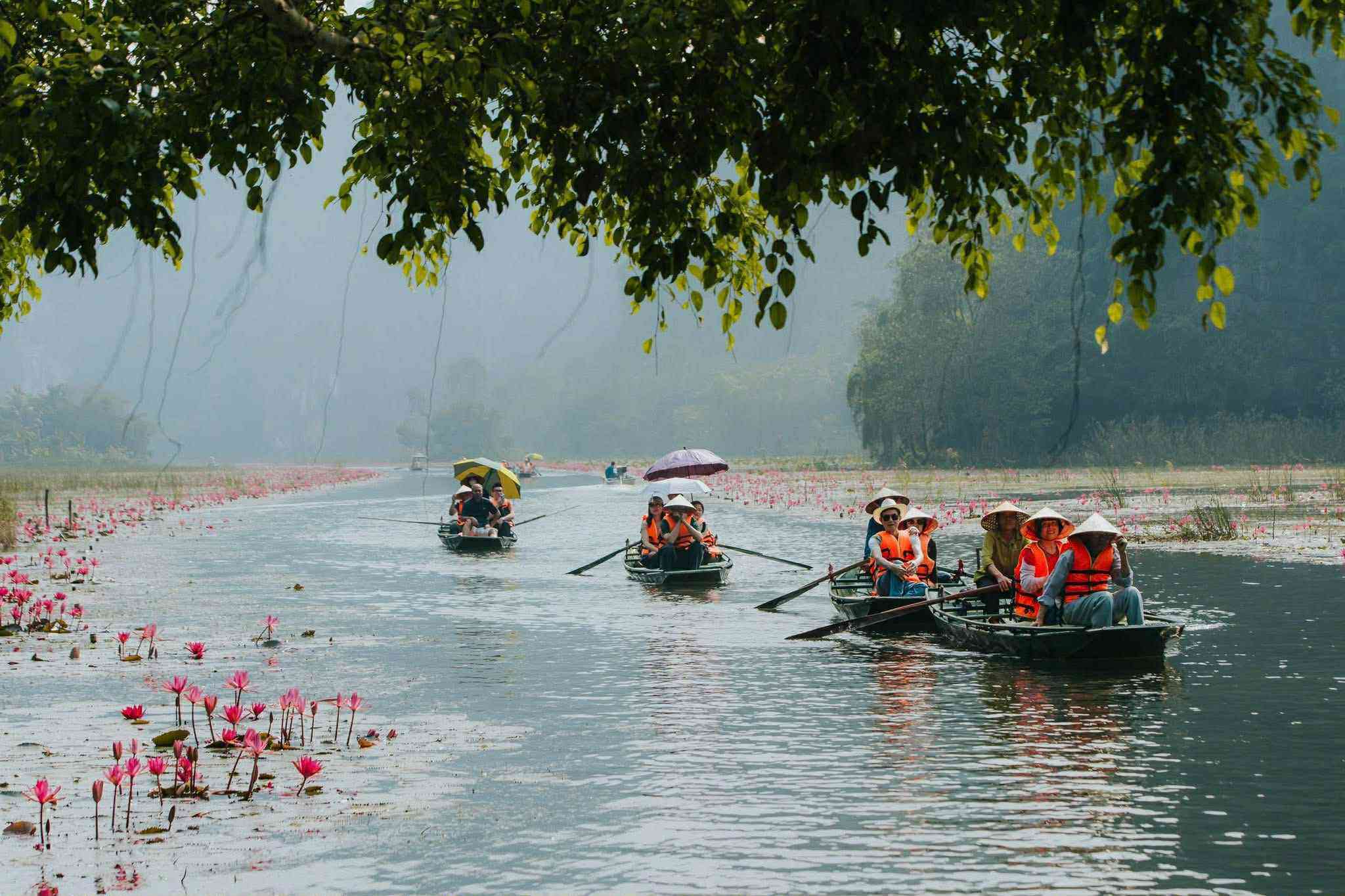 Tam Cốc mùa hoa súng – Sắc tím gọi thu về