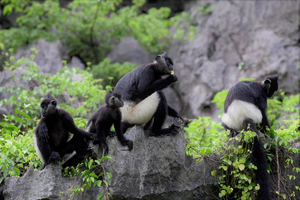 White-Butt Langurs Reestablish Their Troop in the Heart of the Trang An World Heritage Site